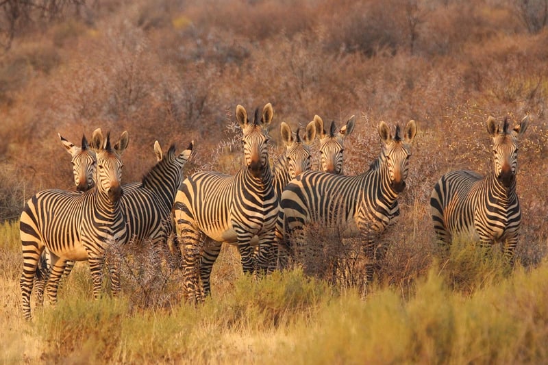 Serengeti, Tanzania